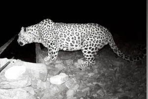 حضور پلنگ در حیاط خانه‌ یک روستایی!