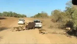 اسب آبی وسط حمله شیرها خودروی لندرور گردشگران را گاز گرفت