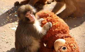 چرا تمام دنیا درباره این بچه میمون صحبت می‌کنند؟/ حالا او دارد جای خود را بین میمون‌ها پیدا می‌کند!