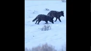 تصاویر جذاب گرگ‌های سیاه در حیات وحش یلوستون