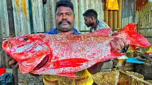 برش زدن ماهرانه ماهی اسنپر قرمز توسط ماهی فروش هندی در کنار خیابان