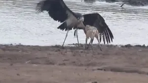 شغال در نبرد نفس‌گیر، یک لک‌لک بزرگ را در پارک کروگر شکار کرد