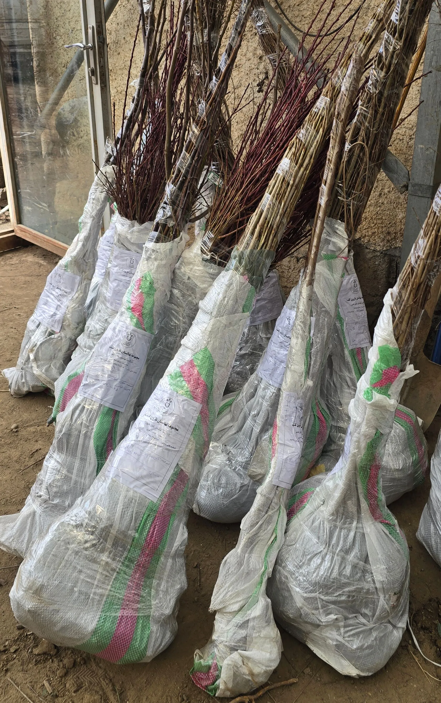 نهال گردو نهال گردو