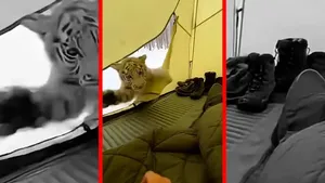 لحظه حمله گرگ و پناه‌گیری توله ببر سفید به چادر انسان