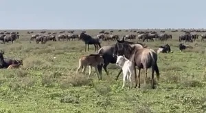 دیدن گوساله سفید گوزن یالدار؛ لحظه‌ای نادر در حیات وحش