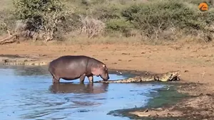 اسب آبی کنجکاو دم کروکودیل را گاز گرفت