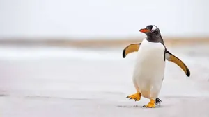 تلاش لحظه آخری پنگوئن برای رسیدن به خانواده‌اش در قطب جنوب