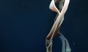 مشاهده «عروس دریایی شبح مانند» با قطر سر 1 متری