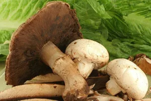 فواید قارچ‌ها: از ارزش غذایی تا کاربرد‌های دارویی