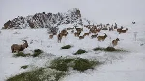 جلوه‌ای کم‌نظیر از حیات وحش در منطقه حفاظت شده البرز