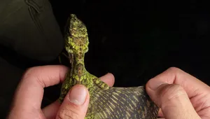 مشاهده گونه خیره‌کننده «دراکو ماکسیموس»؛ اژدهای پرنده در لنز دوربین عکاسان حیات وحش (+عکس)