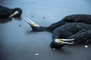 کشتار دسته جمعی باکلان‌ها/ رد آزار بر تن آن‌ها