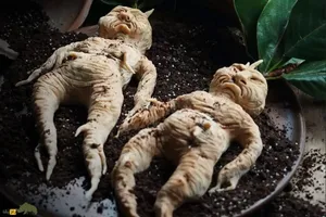 مهر گیاه چیست؟ ریشه‌هایی شبیه نوزاد گریان انسان