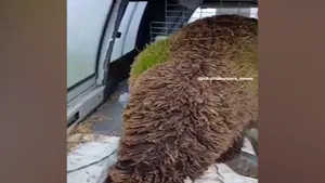 روییدن علف‌ها در پشم گوسفند در اسپانیا