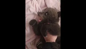 ویدیوی دیدنی از بازی یک توله خرس با انسان