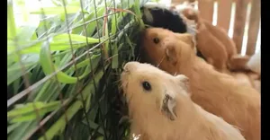 مراحل نگهداری و پرورش خوکچه هندی در تایوان