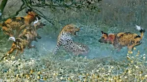 درگیری مرگبار پلنگ با سگ‌های وحشی در پارک ملی کروگر