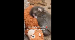 فیلمی که دل میلیون‌ها نفر را برد؛ میمون تنها و عروسکش