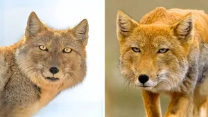 روباه تبتی؛ حیوانی مرموز با ظاهری شبیه انسان!