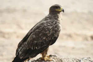 لحظه دیدنی از عقاب صحرایی در محاصره سار‌های سیاه در قم