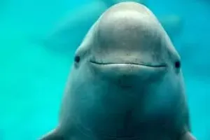 لاشه‌ای در بندر رستمی، هشداری برای خلیج فارس