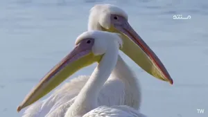 مستند حیات وحش؛ سفری شگفت‌انگیز به دل طبیعت بکر