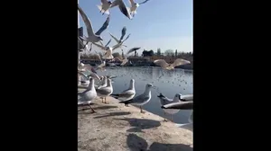 مهاجرت سالانه مرغ‌های دریایی به شیراز