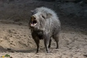 فرار باورنکردنی توله گراز از چنگ شیر گرسنه