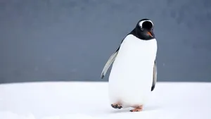 تلاش لحظه آخری پنگوئن برای رسیدن به خانواده‌اش در قطب جنوب