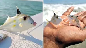 ماهی سه‌پایه؛ موجود شگفت‌انگیزی که روی کف اقیانوس راه می‌رود!