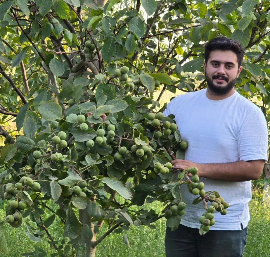 نهال گردو نهال گردو