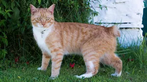 چرا دم گربه را می برند؟