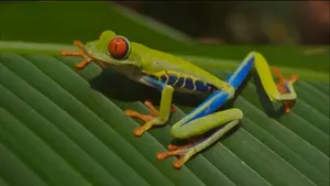 ۷ قورباغه رنگارنگ و زیبای جهان که حیرت‌انگیزند