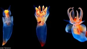 حلزونی که در دریا پرواز می کند و شکارچی ماهری است