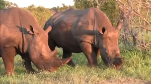 پنج کرگدن باستانی که هنوز در دنیا زندگی می‌کنند