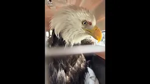 نجات عقاب سرسفید زخمی از یخ‌های رودخانه هادسون نیویورک