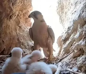 فیلم زیبا از زندگی سه جوجه شاهین در لانه