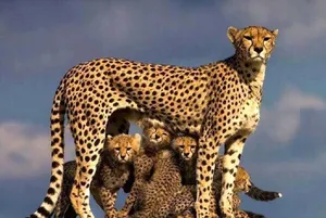 مشاهده خانواده ۶ نفره یوزپلنگ هلیا در جاجرم