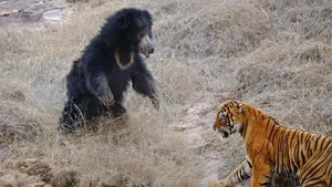 درگیری ببر بنگال و خرس در حیات وحش