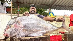 مهارت دیدنی ماهی فروش هندی در برش زدن یک ماهی تراولی بزرگ