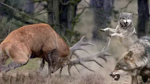 همکاری گرگ ها برای شکار گوزن در حیات وحش